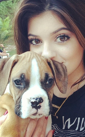 Kylie Jenner, Puppy Kylie Jenner, Puppy
